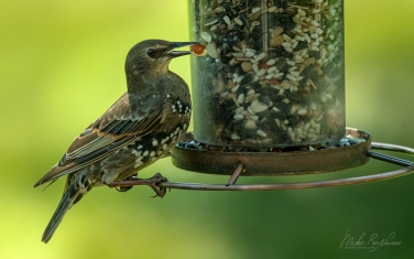 European-Starling-(Sturnus-vulgaris)