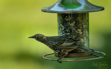 European-Starling-(Sturnus-vulgaris)