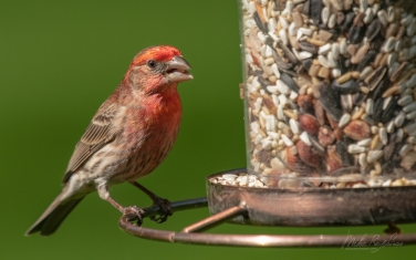House-Finch-(Haemorhous-Mexicanus)-Male