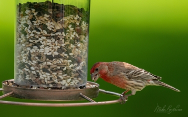 House-Finch-(Haemorhous-Mexicanus)-Male