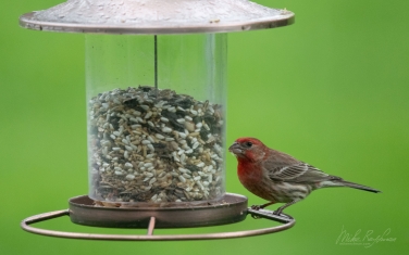House-Finch-(Haemorhous-Mexicanus)-Male