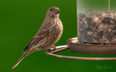House-Finch-(Haemorhous-Mexicanus)-female