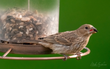 House-Finch-(Haemorhous-Mexicanus)-female