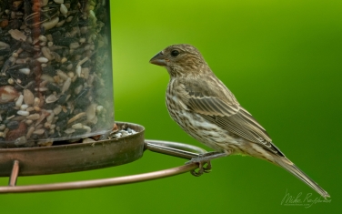 House-Finch-(Haemorhous-Mexicanus)-female