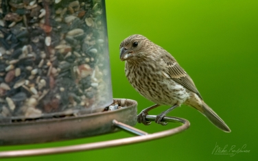House-Finch-(Haemorhous-Mexicanus)-female