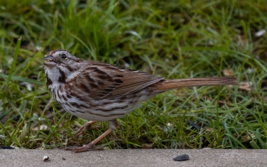 Song-Sparrow-(Melospiza-Melodia)