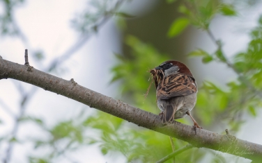 House-Sparrow-(Passer-domesticus)