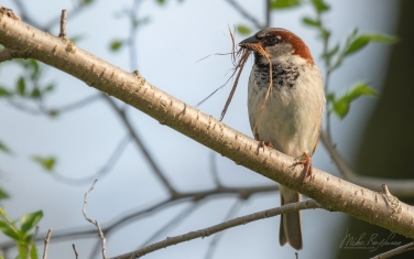 House-Sparrow-(Passer-domesticus)