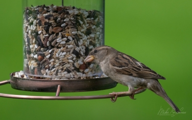 House-Sparrow-(Passer-domesticus)-female