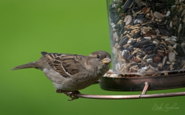House-Sparrow-(Passer-domesticus)-female