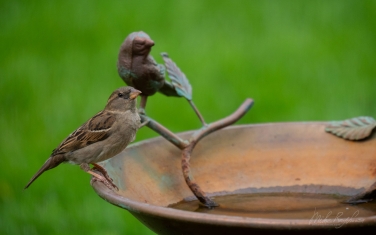 House-Sparrow-(Passer-domesticus)-female