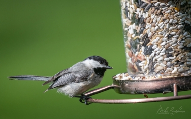 Black-capped-Chickadee-(Poecile-atricapillus)