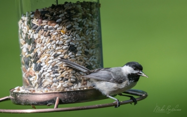 Black-capped-Chickadee-(Poecile-atricapillus)