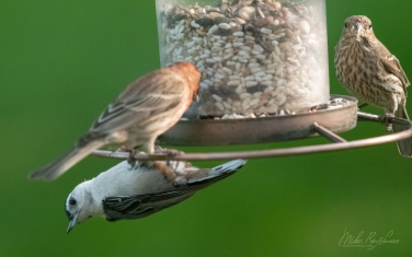 White-Breasted-Nuthatch-(Sitta-Carolinensis)