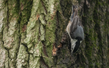 White-Breasted-Nuthatch-(Sitta-Carolinensis)