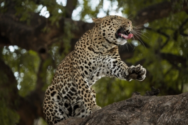 Mashatu-003 Mashatu Photo Safari, Botswana |  Land of Giants • Big Cats, Elephants & Ancient Baobabs |  | Photo Tour with Mike Reyfman