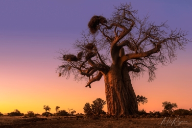 Mashatu-011 Mashatu Photo Safari, Botswana |  Land of Giants • Big Cats, Elephants & Ancient Baobabs |  | Photo Tour with Mike Reyfman