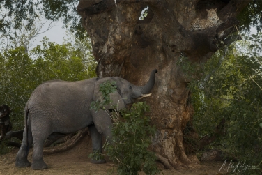 Mashatu-018 Mashatu Photo Safari, Botswana |  Land of Giants • Big Cats, Elephants & Ancient Baobabs |  | Photo Tour with Mike Reyfman