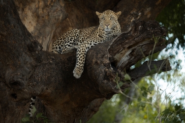Mashatu-019 Mashatu Photo Safari, Botswana |  Land of Giants • Big Cats, Elephants & Ancient Baobabs |  | Photo Tour with Mike Reyfman