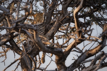 Mashatu-033 Mashatu Photo Safari, Botswana |  Land of Giants • Big Cats, Elephants & Ancient Baobabs |  | Photo Tour with Mike Reyfman