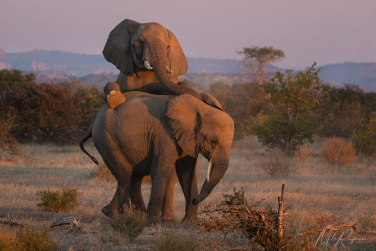 Mashatu-039 Mashatu Photo Safari, Botswana |  Land of Giants • Big Cats, Elephants & Ancient Baobabs |  | Photo Tour with Mike Reyfman