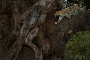 Mashatu-046 Mashatu Photo Safari, Botswana |  Land of Giants • Big Cats, Elephants & Ancient Baobabs |  | Photo Tour with Mike Reyfman