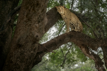 Mashatu-065 Mashatu Photo Safari, Botswana |  Land of Giants • Big Cats, Elephants & Ancient Baobabs |  | Photo Tour with Mike Reyfman
