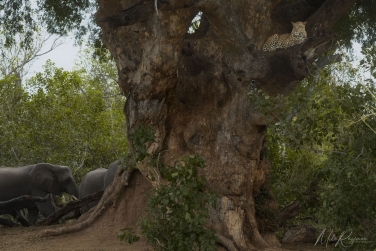 Mashatu-077 Mashatu Photo Safari, Botswana |  Land of Giants • Big Cats, Elephants & Ancient Baobabs |  | Photo Tour with Mike Reyfman