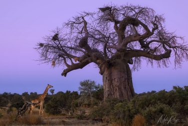 Mashatu-088; mikeowlmashatu Mashatu Photo Safari, Botswana |  Land of Giants • Big Cats, Elephants & Ancient Baobabs |  | Photo Tour with Mike Reyfman
