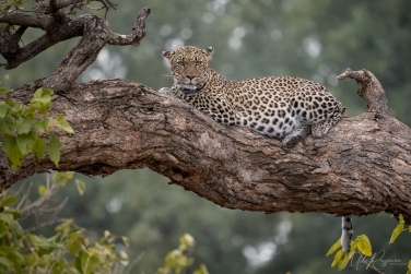 Mashatu-096 Mashatu Photo Safari, Botswana |  Land of Giants • Big Cats, Elephants & Ancient Baobabs |  | Photo Tour with Mike Reyfman