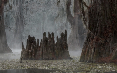 Swamp-King's-Crown.-Bald-Cypress-trees-in-the-swamp.-Foggy-morning-on-Caddo-Lake,-Texas,-US