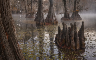 Swamp-King's-Crown.-Bald-Cypress-trees-in-the-swamp.-Foggy-morning-on-Caddo-Lake,-Texas,-US