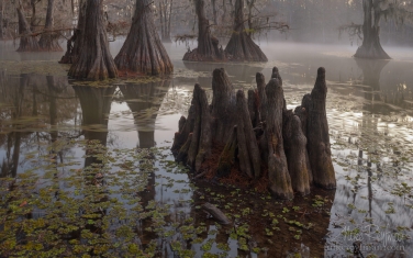 Swamp-King's-Crown.-Bald-Cypress-trees-in-the-swamp.-Foggy-morning-on-Caddo-Lake,-Texas,-US