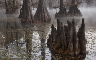 Swamp-King's-Crown.-Bald-Cypress-trees-in-the-swamp.-Foggy-morning-on-Caddo-Lake,-Texas,-US