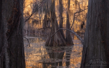 Bald-Cypress-trees-in-the-swamp.-Caddo-Lake,-Texas,-US