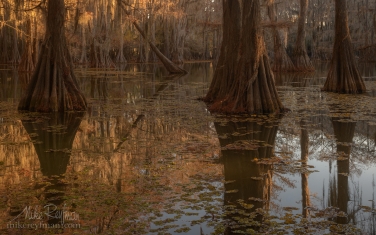 Bald-Cypress-trees-in-the-swamp.-Caddo-Lake,-Texas,-US
