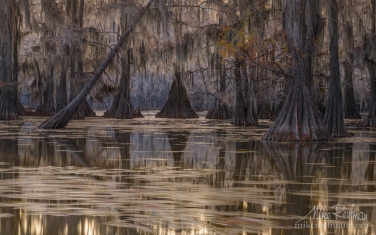 Bald-Cypress-trees-in-the-swamp.-Caddo-Lake,-Texas,-US