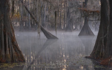 Bald-Cypress-trees-in-the-swamp.-Foggy-morning-on-Caddo-Lake,-Texas,-US