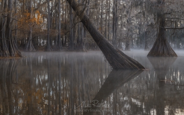Bald-Cypress-trees-in-the-swamp.-Foggy-morning-on-Caddo-Lake,-Texas,-US