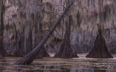 Bald-Cypress-trees-in-the-swamp.-Caddo-Lake,-Texas,-US