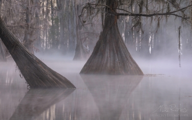 Bald-Cypress-trees-in-the-swamp.-Foggy-morning-on-Caddo-Lake,-Texas,-US