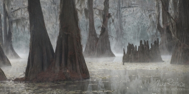 Swamp-King's-Crown.-Bald-Cypress-trees-in-the-swamp.-Foggy-morning-on-Caddo-Lake,-Texas,-US