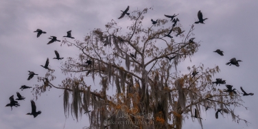 The-Exploding-Tree.-A-flock-of-Double-crested-Cormorants-taking-off-from-a-Bald-Cypress-tree.-Lake-Martin,-Louisiana,-US