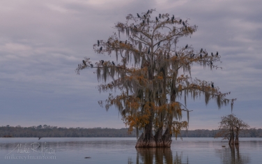 A-flock-of-Double-crested-Cormorants-on-the-Bald-Cypress-tree.-Lake-Martin,-Louisiana,-US