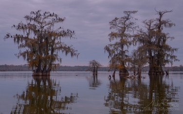 A-flock-of-Double-crested-Cormorants-on-the-Bald-Cypress-tree.-Lake-Martin,-Louisiana,-US