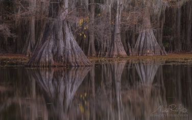 Bald-Cypress-trees-in-the-swamp.-Caddo-Lake,-Texas,-US