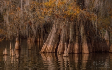Spanish-Moss-on-the-Bald-Cypress-trees.-Lake-Martin,-Louisiana,-US