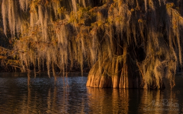 Spanish-Moss-on-the-Bald-Cypress-trees.-Lake-Martin,-Louisiana,-US
