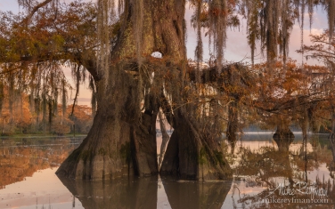 Spanish-Moss-on-the-Bald-Cypress-trees.-Lake-Fausse,-Louisiana,-US