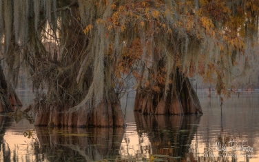 Spanish-Moss-on-the-Bald-Cypress-trees.-Lake-Fausse,-Louisiana,-US